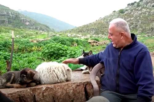 Clip: Người nông dân Lebanon nuôi 350 con chó