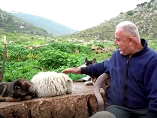 Clip: Người nông dân Lebanon nuôi 350 con chó