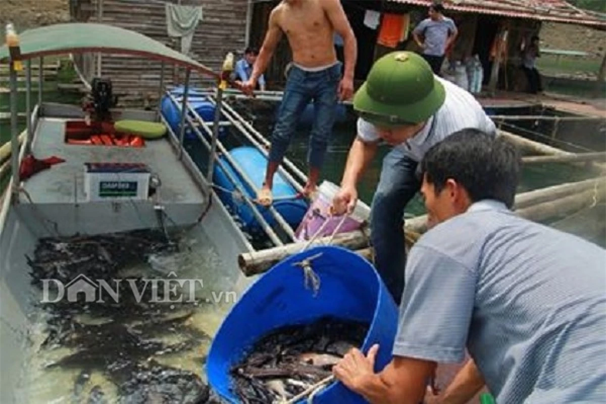 Từ trước đến nay, người dân lòng hồ đánh bắt các loài cá này bằng hình thức thả câu đêm. Cách đánh này tốn nhiều công sức, có lúc hàng trăm lưỡi câu thả qua đêm mới được vài chục con.