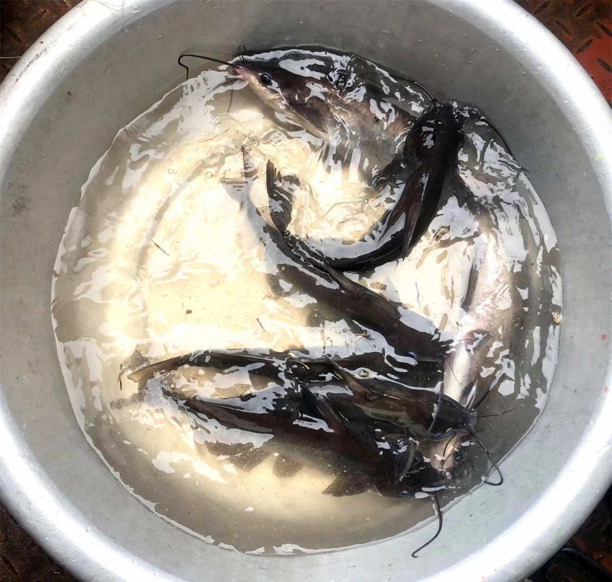 Hiện nay, nhiều nông hộ sinh sống trên lòng hồ sông Đà đã bắt đầu chú trọng và tìm hiểu việc nuôi cá ngạnh.