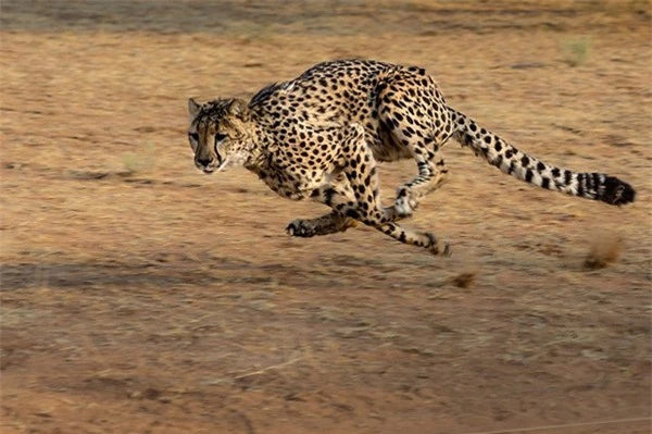  Báo cheetah là loài động vật chạy nhanh nhất Trái đất với tốc độ chạy tối đa lên tới 115 km/giờ. Một con báo có thể tăng tốc từ 0 đến 96km/h trong vòng 3 giây và đạt tốc độ chạy tối đa trong vòng 60 giây. 