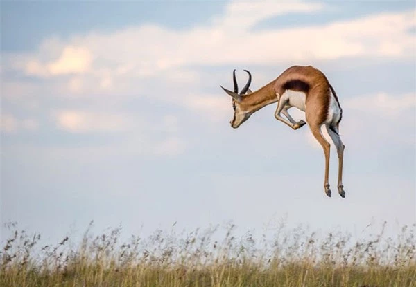  Linh dương nhảy - Springbok, với tốc độ chạy tối đa 100km/giờ, được coi là một trong những loài động vật nhanh nhất ở Nam Phi. Ngoài chạy nhanh, loài linh dương này còn có khả năng nhảy lên cao khoảng 4m. 