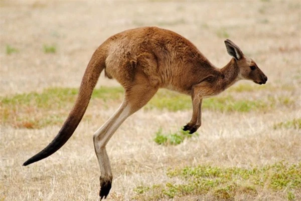  Thông thường một con chuột túi có tốc độ trung bình khoảng 26km/giờ, nhưng khi gặp nguy hiểm, nó có thể tăng tốc lên 71km/giờ. Kangaroo cũng chỉ cần 1,2 phút để vượt qua 2km với tốc độ 40km/giờ. 