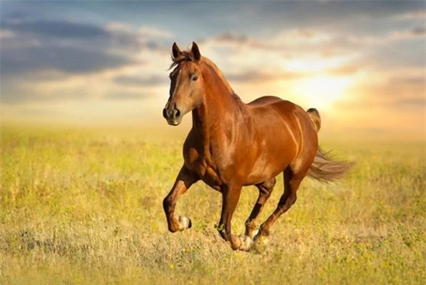  Vận tốc của ngựa có thể dao động từ 56-70km/h, tùy theo từng giống ngựa. 
