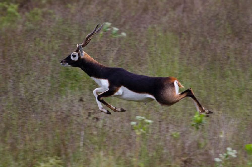 Top 10 loại động vật chạy nhanh nhất trên trái đất