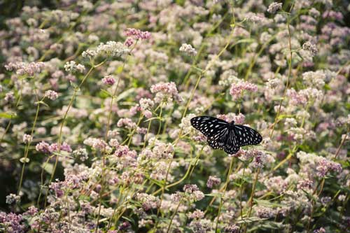 Mùa thu lên Hà Giang "hẹn hò" cùng hoa tam giác mạch