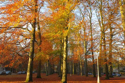 Mùa thu nước Bỉ: Bữa tiệc màu sắc diệu kỳ nhất trong năm