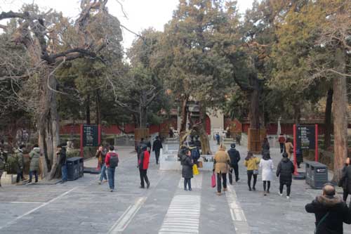 Ngắm những cây cảnh vô giá trong vườn “ngự uyển” ở Cố cung Bắc Kinh