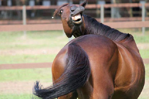 Những bức ảnh 'siêu ngố' của các con vật khiến bạn không thể nhịn cười