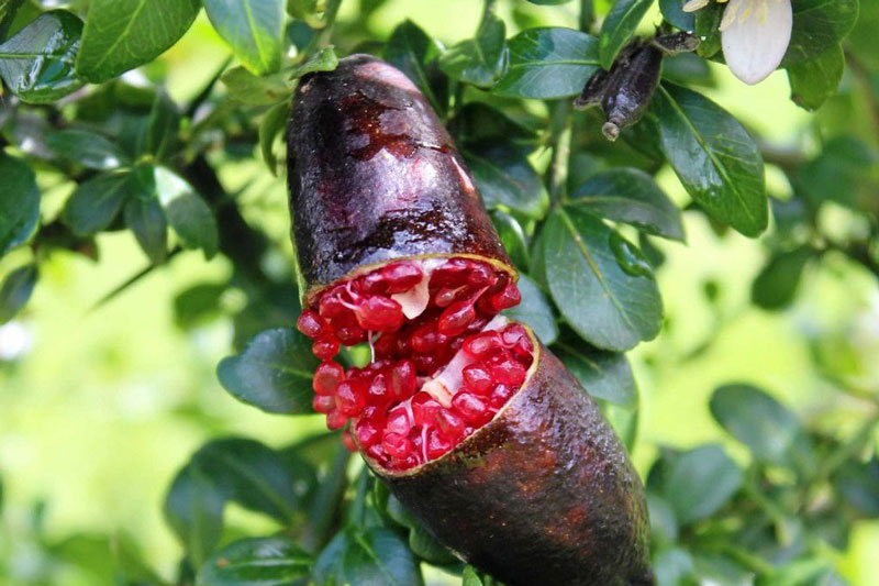 Loại chanh nào đắt nhất thế giới?