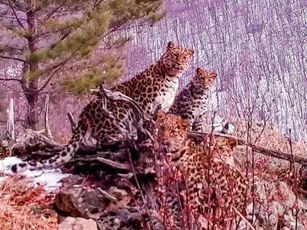 Camera giấu kín chụp được ảnh báo Amur siêu quý hiếm