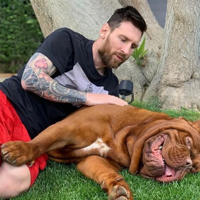Soi cún cưng của các siêu sao: Ronaldo dùng chó để tán gái, Messi thì sở hữu anh bạn cực bự nhưng chó của Beckham mới là sướng nhất - Ảnh 3.
