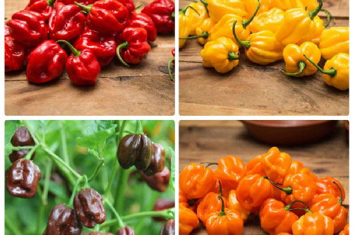 Loại ớt đáng sợ nhất thế giới, độ cay được ví với sức nóng khi những con rồng thở ra