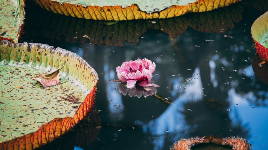 10 điểm du lịch ngắm các loài động thực vật lớn nhất Trái Đất