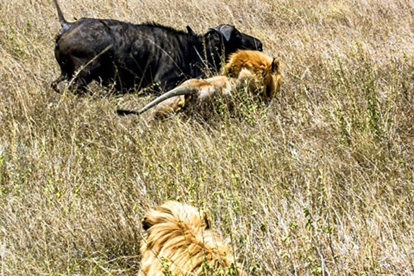 Gặp cả trăm trâu rừng, vua sư tử bỏ chạy giữ mạng