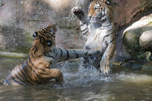 Hai chú hổ Siberi trổ tài biểu diễn “kungfu”