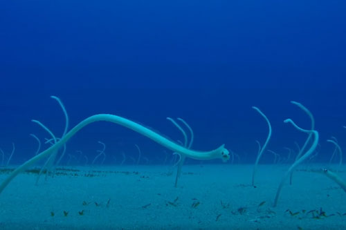 CLIP: 'Choáng' trước 'khu vườn' dưới đáy biển được tạo thành từ sinh vật sống