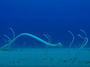 CLIP: 'Choáng' trước 'khu vườn' dưới đáy biển được tạo thành từ sinh vật sống