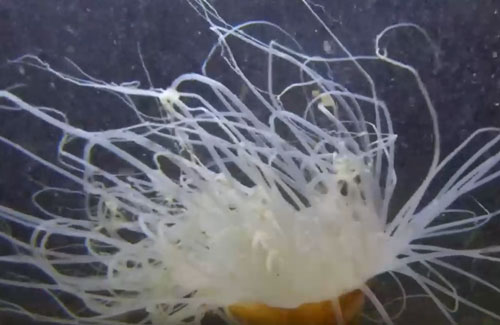 CLIP: Loài động vật săn mồi nguy hiểm có vẻ ngoài như một bông hoa