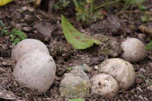 Thấy đống trứng nằm vùi trong đất nên nhặt mang về nhà, vài ngày sau, thứ nở ra khiến người đàn ông vừa nhìn đã sợ xanh mặt