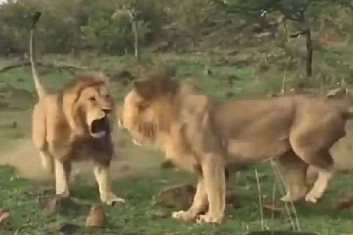 Sư tử suýt giết chết em trai vì ghen tuông