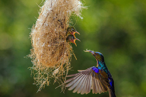 Những hình ảnh đẹp về tình mẫu tử của loài chim