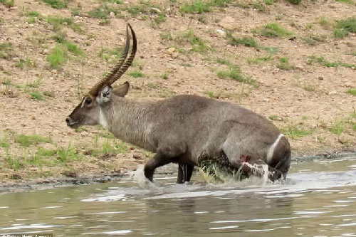 Màn thoát chết thần kì của linh dương khỏi hàm răng sắc nhọn của cá sấu