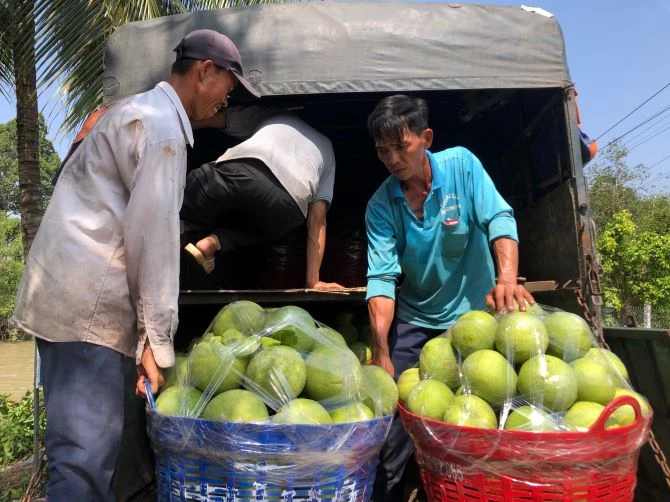 Sản xuất manh mún, thiếu liên kết với doanh nghiệp là một trong nguyên nhân khiến nông sản ĐBSCL cứ rơi vào cảnh “trúng mùa, rớt giá”. Trong ảnh: Vận chuyển bưởi Năm Roi (Vĩnh Long) lên TP HCM tiêu thụ.