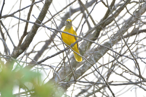 Chùm ảnh vẻ đẹp của các loài động vật tại vườn quốc gia Cát Tiên