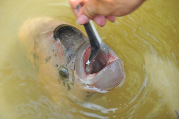 Kỳ lạ đàn cá tai tượng 30 năm ăn chay, phải đút từng thìa cơm trắng như người