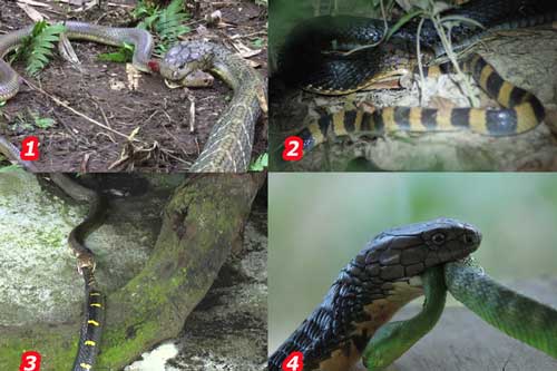 Tại sao hổ mang chúa không hề hấn gì khi bị các loài rắn độc cắn trả, nó có miễn nhiễm với nọc mọi loài rắn?