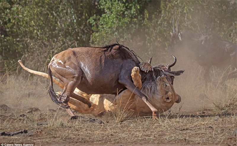 Cận cảnh săn linh dương đầu bò kịch chiến sư tử cái - Doanh nghiệp Việt Nam