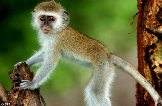 Tổng hợp 50 Hình ảnh con khỉ trèo cây và độc đáo