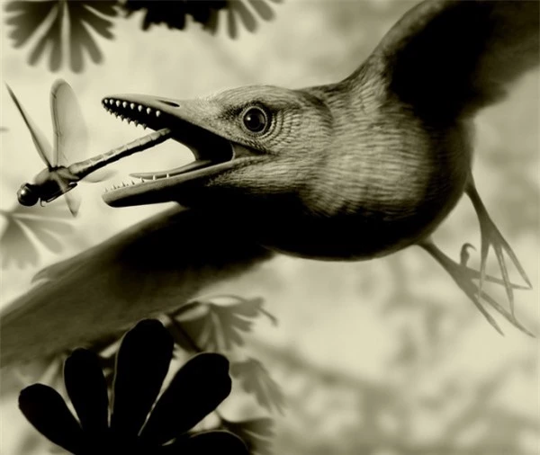 Loài chim cổ thời khủng long, chuyên ăn các loại đá quý