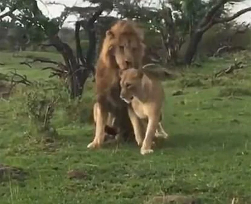 Không từ chối đối phương, chú sư tử này nhanh chóng thức dậy để âu yếm bạn tình.