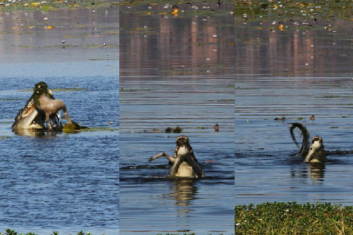 Cận cảnh cá sấu 'xơi tái' chuột túi trong vòng 30 giây