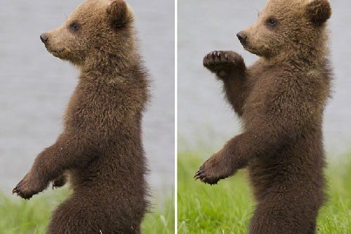 “Phát sốt” với màn biểu diễn kungfu của gấu con