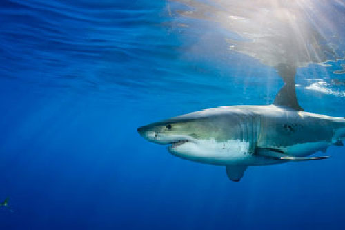 Cá mập sử dụng từ trường của Trái đất để định hướng