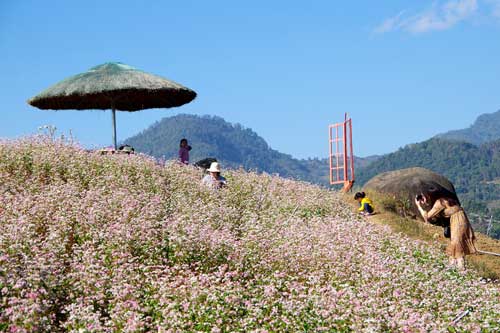 Check-in vùng hoa tam giác mạch rực rỡ khoe sắc trên lưng đèo Giang Ma, Lai Châu
