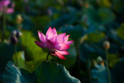 Lặng ngắm sắc sen hồng xứ Huế