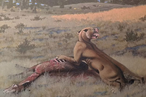 Phát hiện loài "mèo ma" cổ quái to như gấu, vồ mồi khỏe hơn sư tử