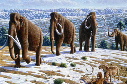 Xương voi ma mút thời kỷ Băng hà quý hiếm được tìm thấy ở Florida