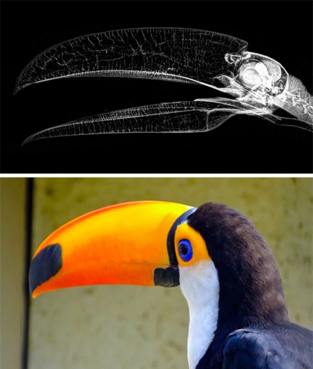  Cái mỏ dài bà sặc sỡ của chim Toucan 