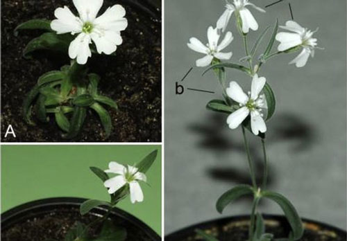 Các nhà khoa học Nga tạo nên điều diệu kỳ: Hồi sinh hạt giống niên đại 32.000 năm