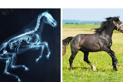 14 bức ảnh động vật qua máy chụp X-quang khiến bạn có góc nhìn mới về chúng