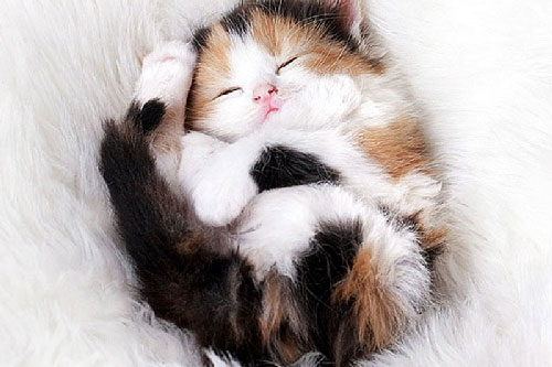 Chiêm ngưỡng những khoảnh khắc cực kỳ đáng yêu của mèo con