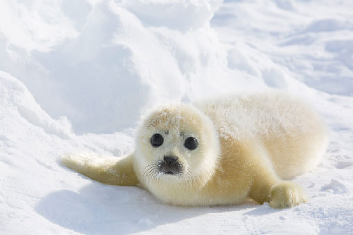 Vẻ đáng yêu của hải cẩu trắng như tuyết