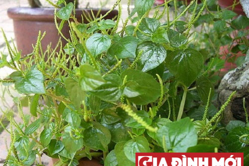 Rau càng cua - loại rau 'vàng' vừa ngon lại tốt cho sức khỏe