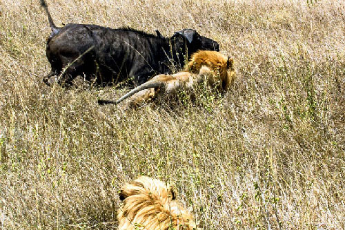 Chùm ảnh: Đàn trâu rừng truy đuổi chúa sơn lâm chạy 'té khói'