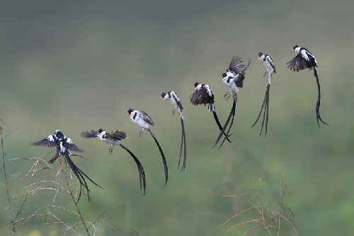 Mải mê ngắm loài chim nhỏ đẹp nhất thế giới